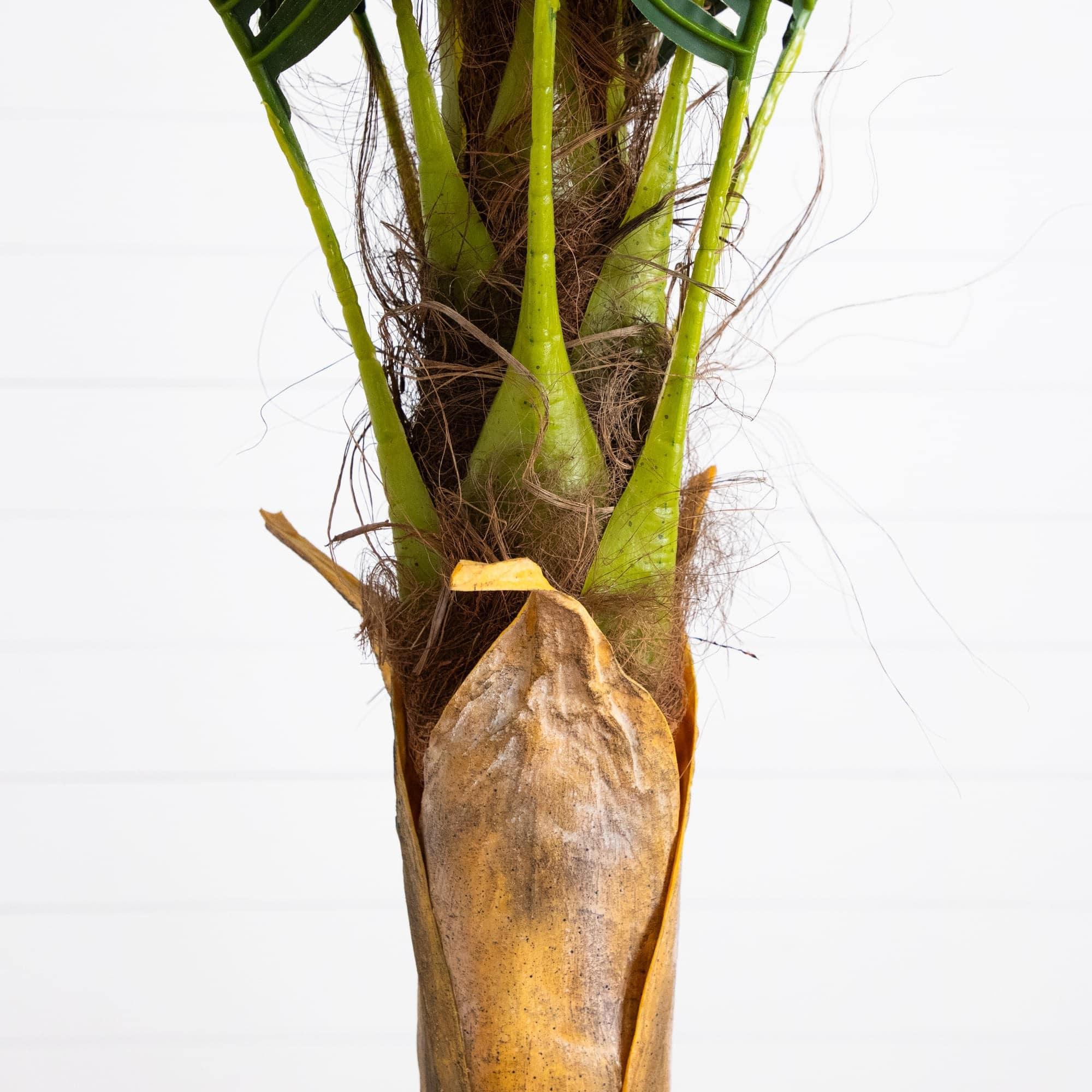 6ft. Potted Coconut Palm Tree